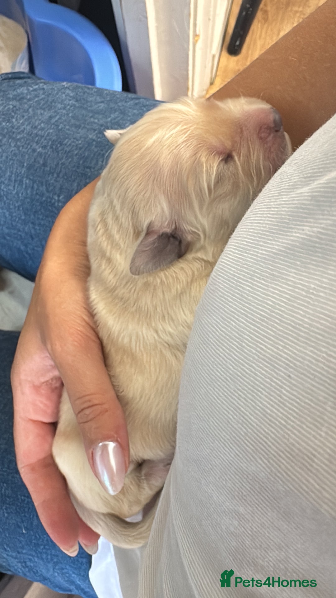 Golden Retriever dogs for sale: Quality KC Golden Retriver Puppies - Image 2
