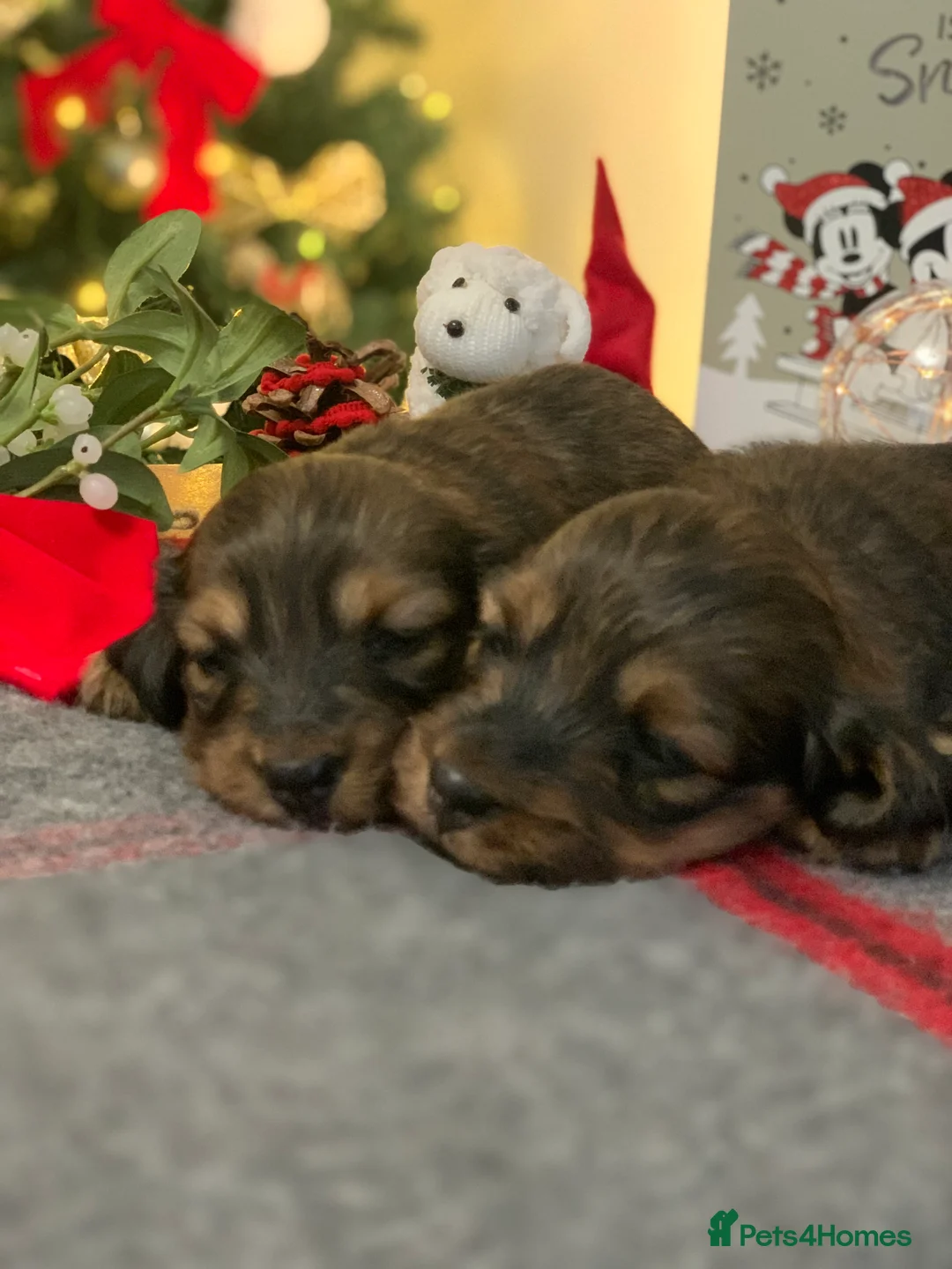 Miniature Dachshund dogs for sale: KC Registered true to type Longhaired mini’s - Advert 16