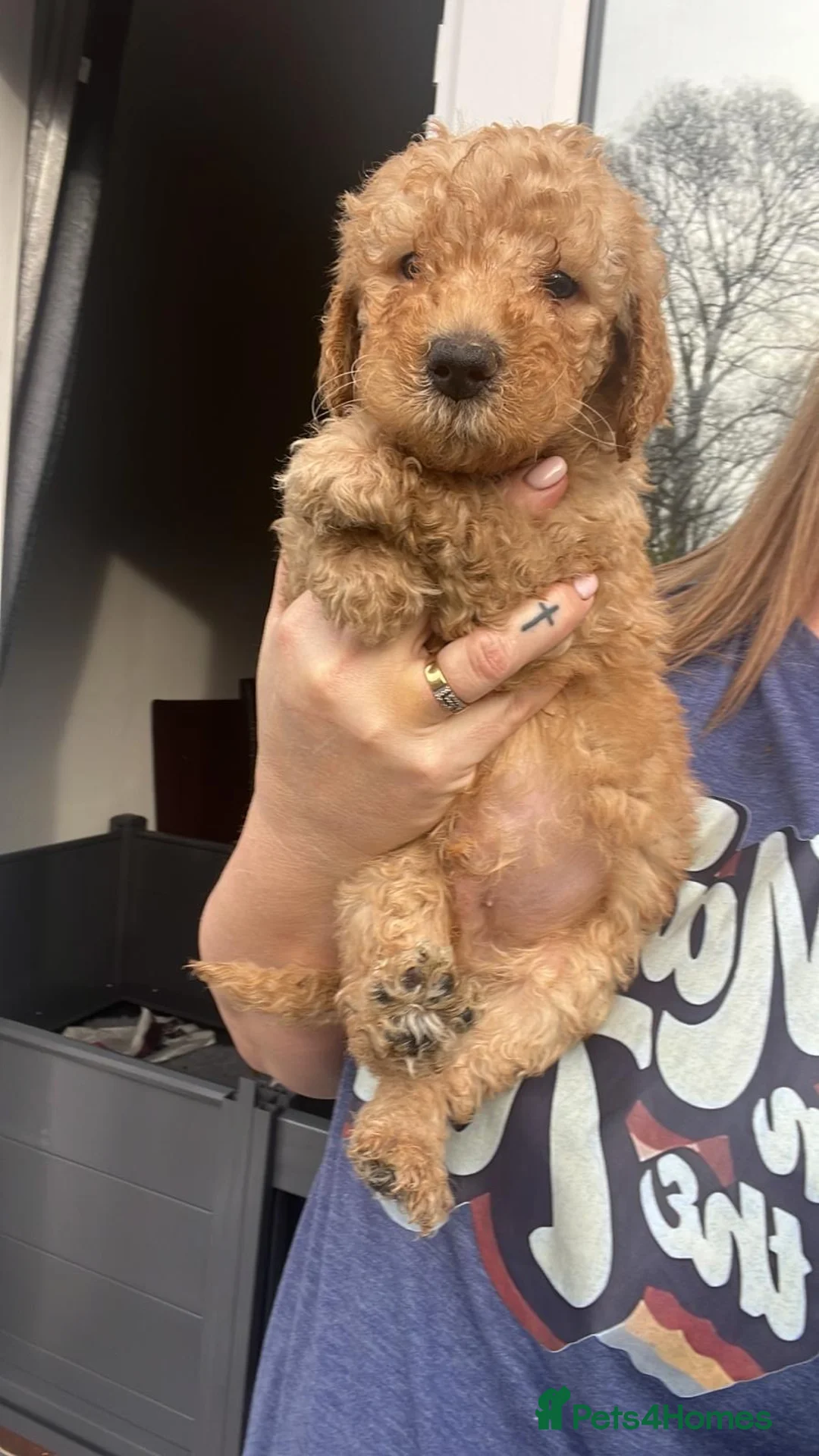 Goldendoodle dogs for stud: Goldendoodle Standard size (proven)  in Manchester - Advert 29