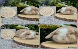 Mini Lop rabbits for sale: Mini lop babies - Image 1