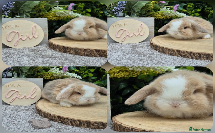 Mini Lop rabbits - Advert 13
