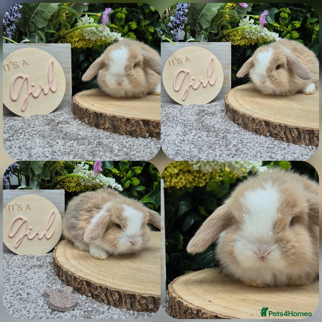 Mini Lop rabbits for sale: Mini lop babies - Image 1