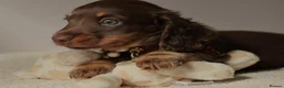 Miniature Dachshund dogs for sale: 5*Licensed Holistic +Kc reg+Pra Clear+Vet Checked - Advert 7