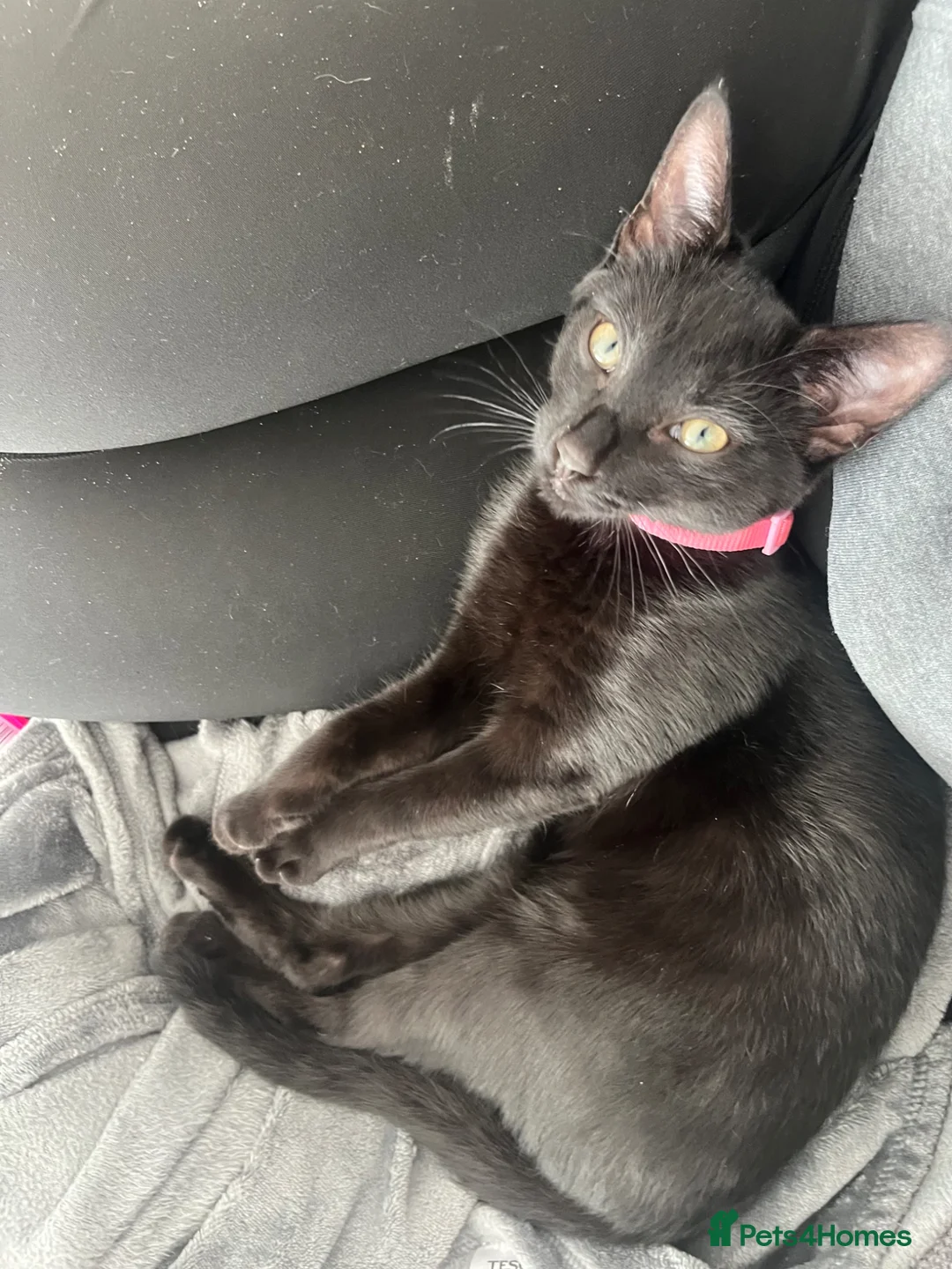 Domestic Shorthair cats for sale: 3 Beautiful Fluffy Female Kittens Black and White. in Liverpool - Advert 10