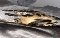 Mixed Breed cats for sale: Black and brown tabby cat - Image 4