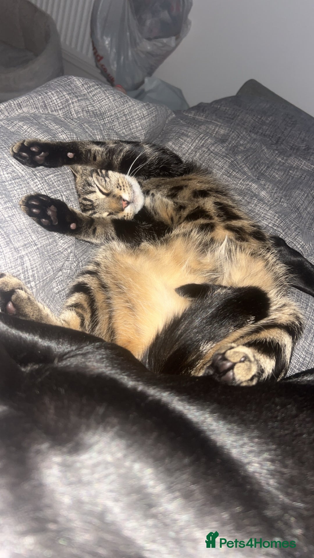Mixed Breed cats for sale: Black and brown tabby cat - Image 4
