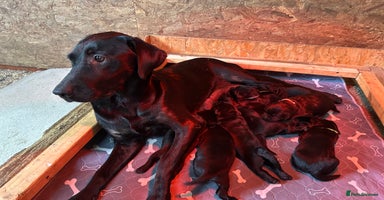 Labrador Retriever dogs - Advert 8