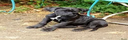 Mixed Breed dogs for sale: Beautiful Cane Corso / Bullmastiff Puppies  - Advert 7