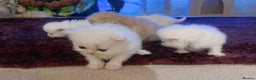 Persian cats for sale: ♥️🍃 ꨁ EXOTIC PERSIAN DOLL FACE KITTENS FOR SALE - Advert 11