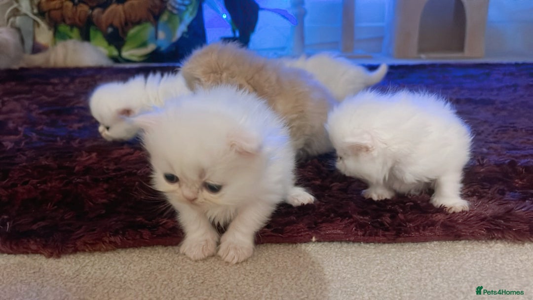 Persian cats for sale: ♥️🍃 ꨁ EXOTIC PERSIAN DOLL FACE KITTENS FOR SALE - Advert 11