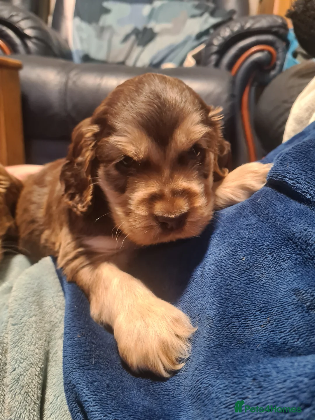 Cocker Spaniel dogs for sale: Sable Show Type Cocker Spaniels- KC reg - Advert 6