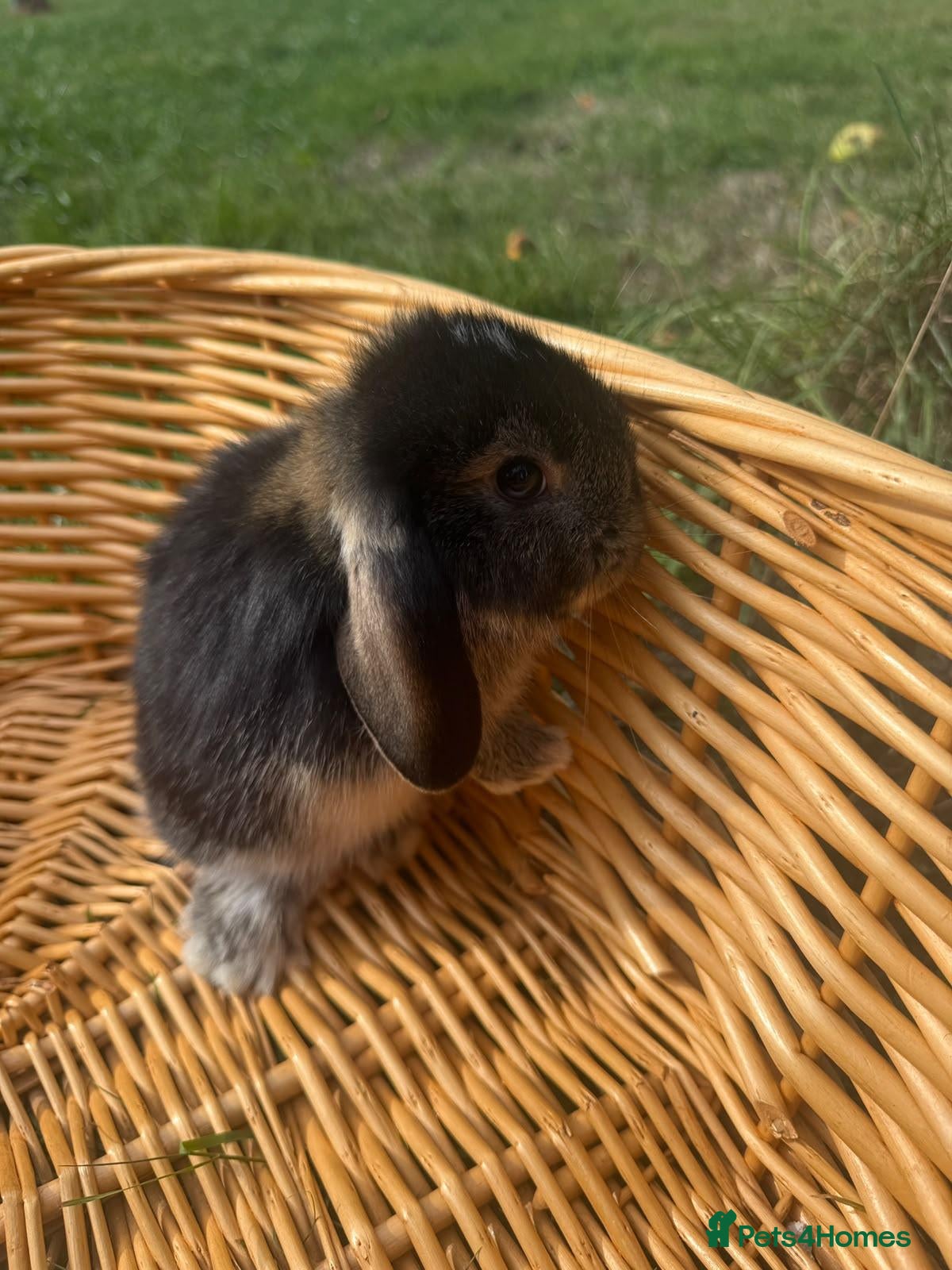 Mini Lop rabbits Beautiful Lop Bunnies Looking for Homes - Advert 14