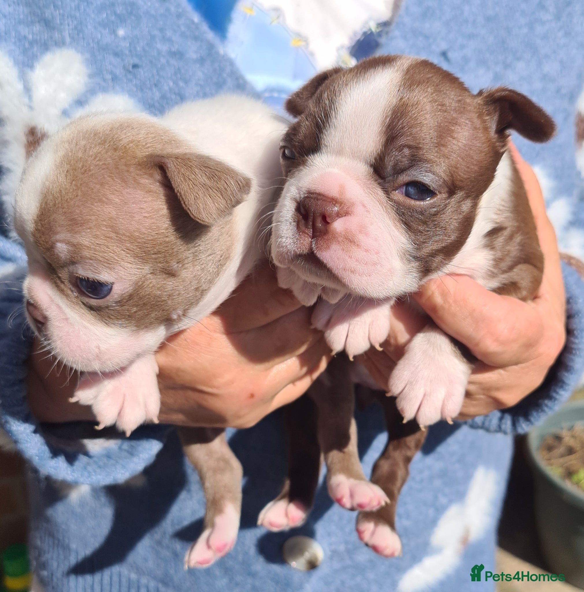 Boston Terrier dogs Boston terrier puppies  - Advert 13