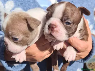 Boston Terrier dogs Boston terrier puppies - Advert 13