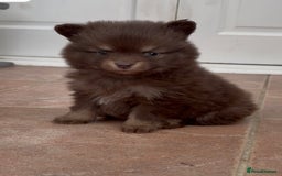 Pomchi dogs for sale: Stunning bear like miniature girl - Image 1