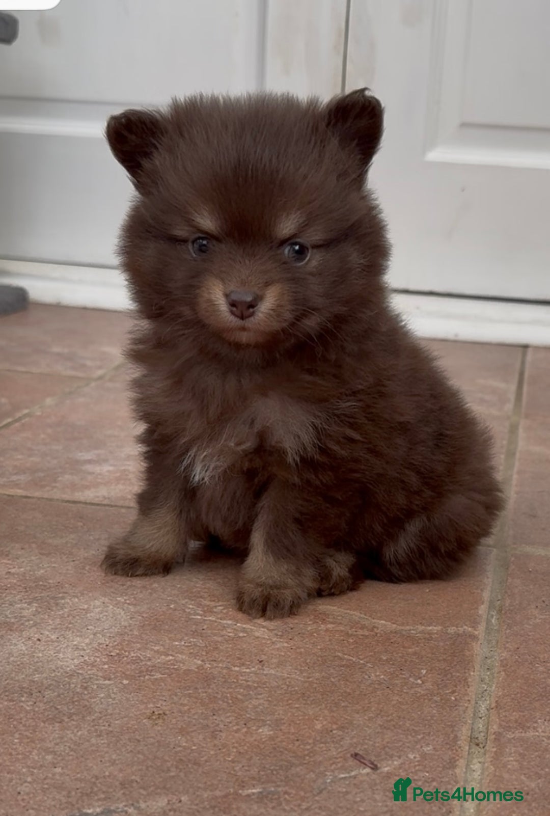 Pomchi dogs for sale: Stunning bear like miniature girl - Image 1