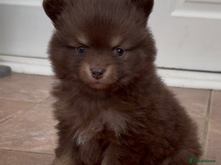 Pomchi dogs - Advert 2