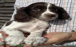 Sprocker dogs for sale: Beautiful Litter of Sprocker Spaniel Puppies - Image 6