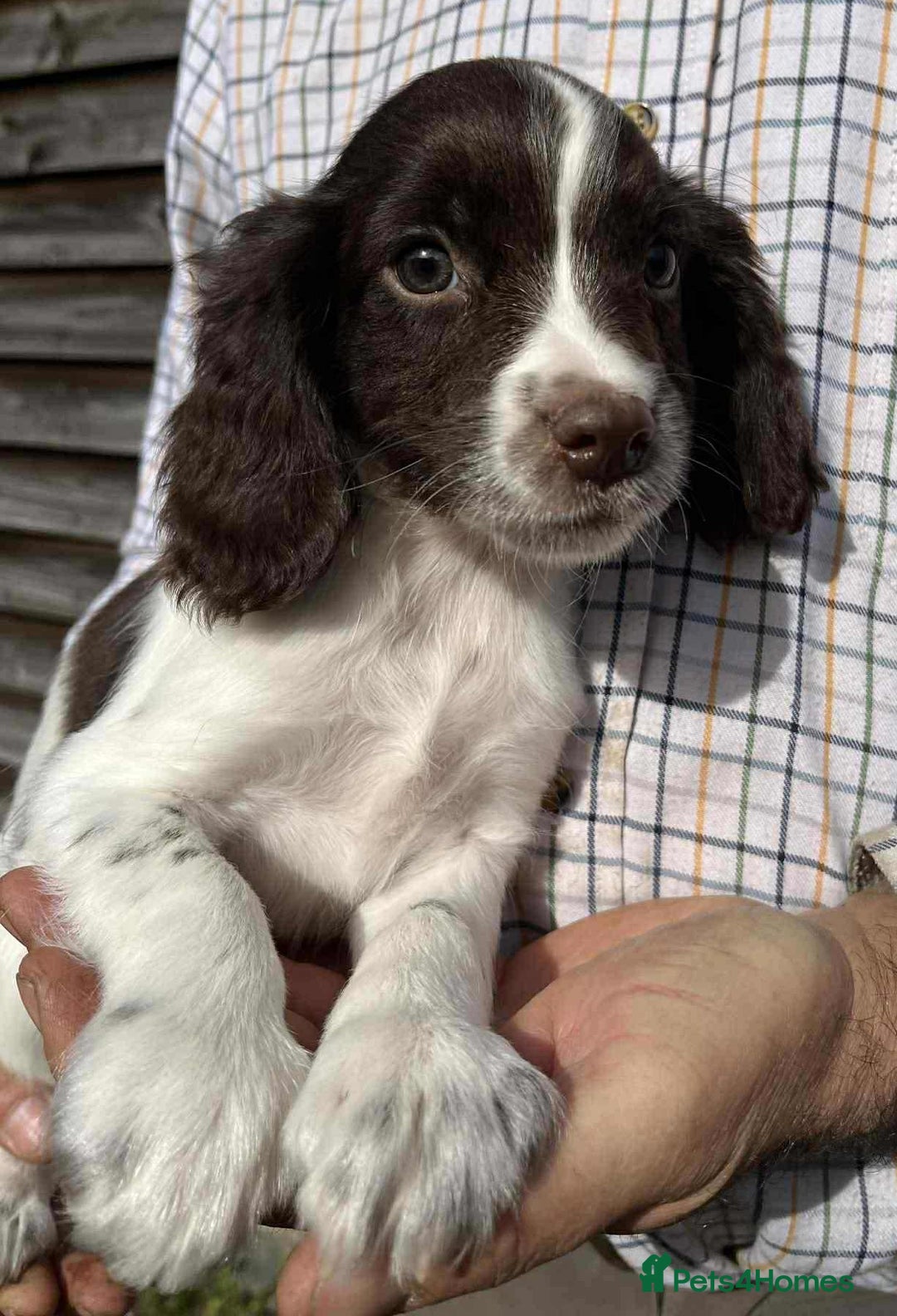 Sprocker dogs for sale: Beautiful Litter of Sprocker Spaniel Puppies - Image 6