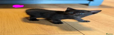 Russian Blue 3