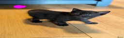 Russian Blue cats for sale: Russian blue kittens for sale.  - Advert 9