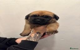 Mixed Breed dogs for sale: Puppies  - Image 16