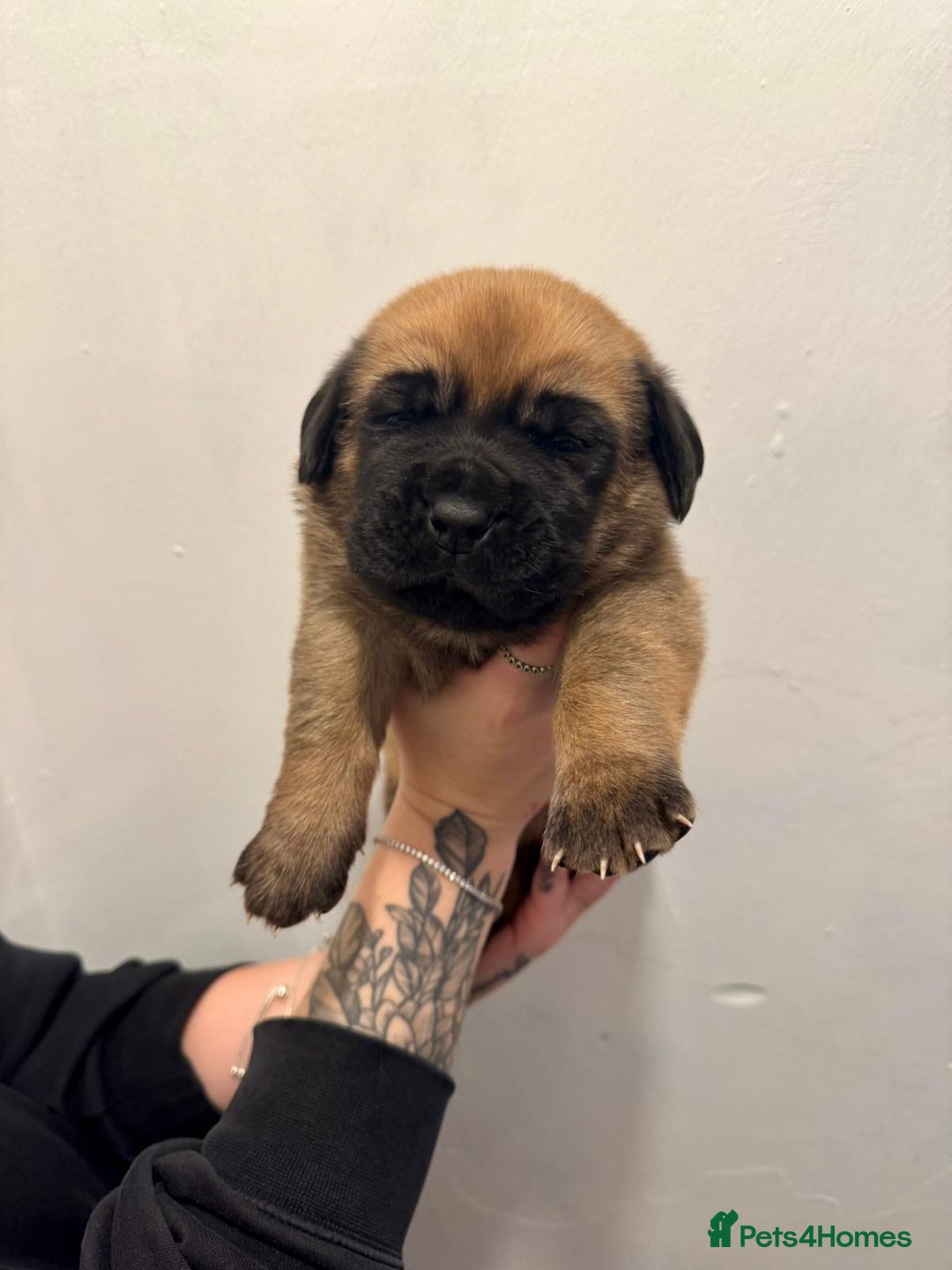 Mixed Breed dogs for sale: Puppies  - Image 16