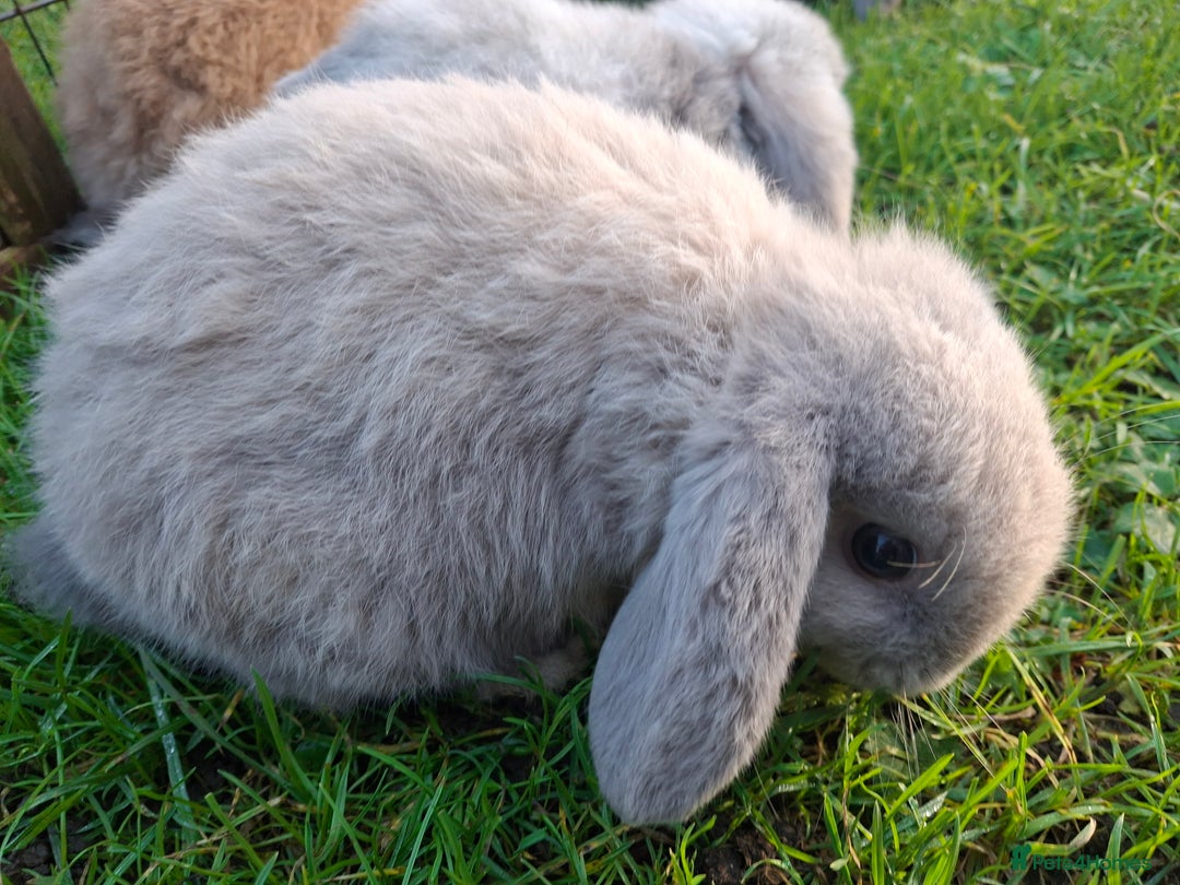 Mini Lop rabbits for sale: Baby Mini Lops - Advert 7