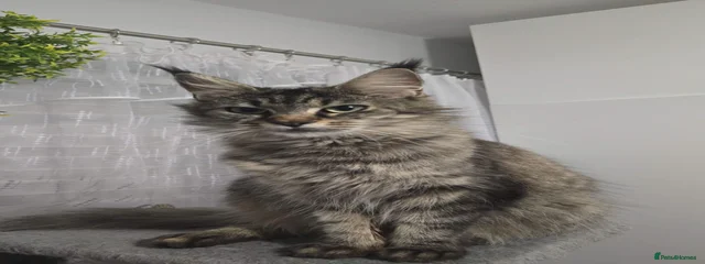 Nala