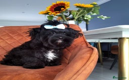 Yorkshire Terrier dogs for sale: Very Cute little Boy❤️ - Image 3