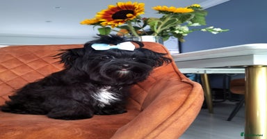 Yorkshire Terrier dogs - Advert 1