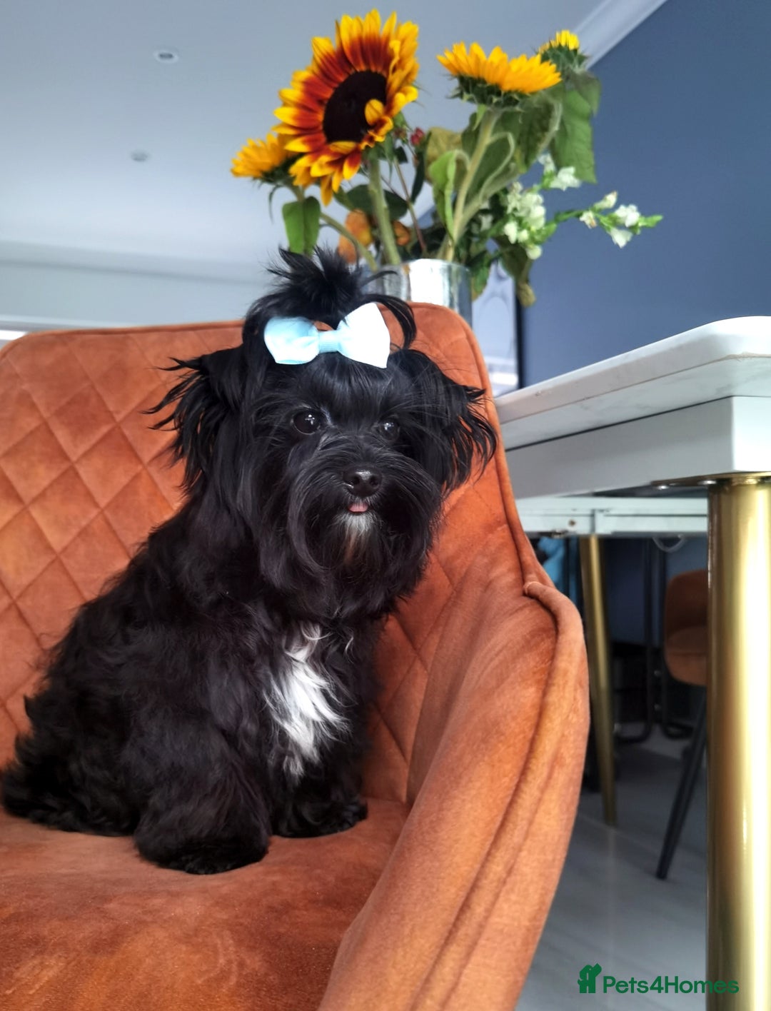 Yorkshire Terrier dogs for sale: Very Cute little Boy❤️ - Image 3