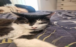 British Shorthair cats for adoption: 🪙Penny🪙 for adoption, fostered in BUCKS - Image 13