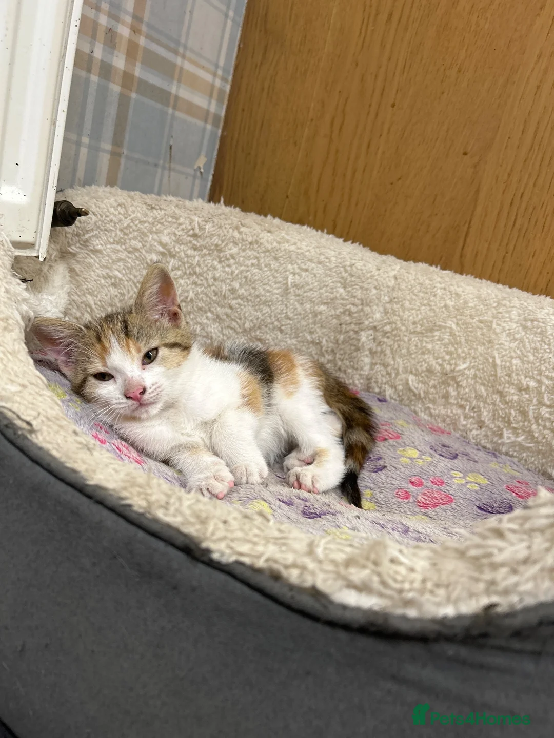 Mixed Breed cats for sale: Farm kitten - Advert 4