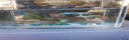Other/Mixed Breed fish for sale: 🐟 HOME BRED FISH, SHRIMPS & SNAILS 🐌🐠🐟🦐 - Advert 8