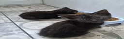 Mixed Breed cats for sale: 3 gorgeous boy kittens for sale  - Advert 6