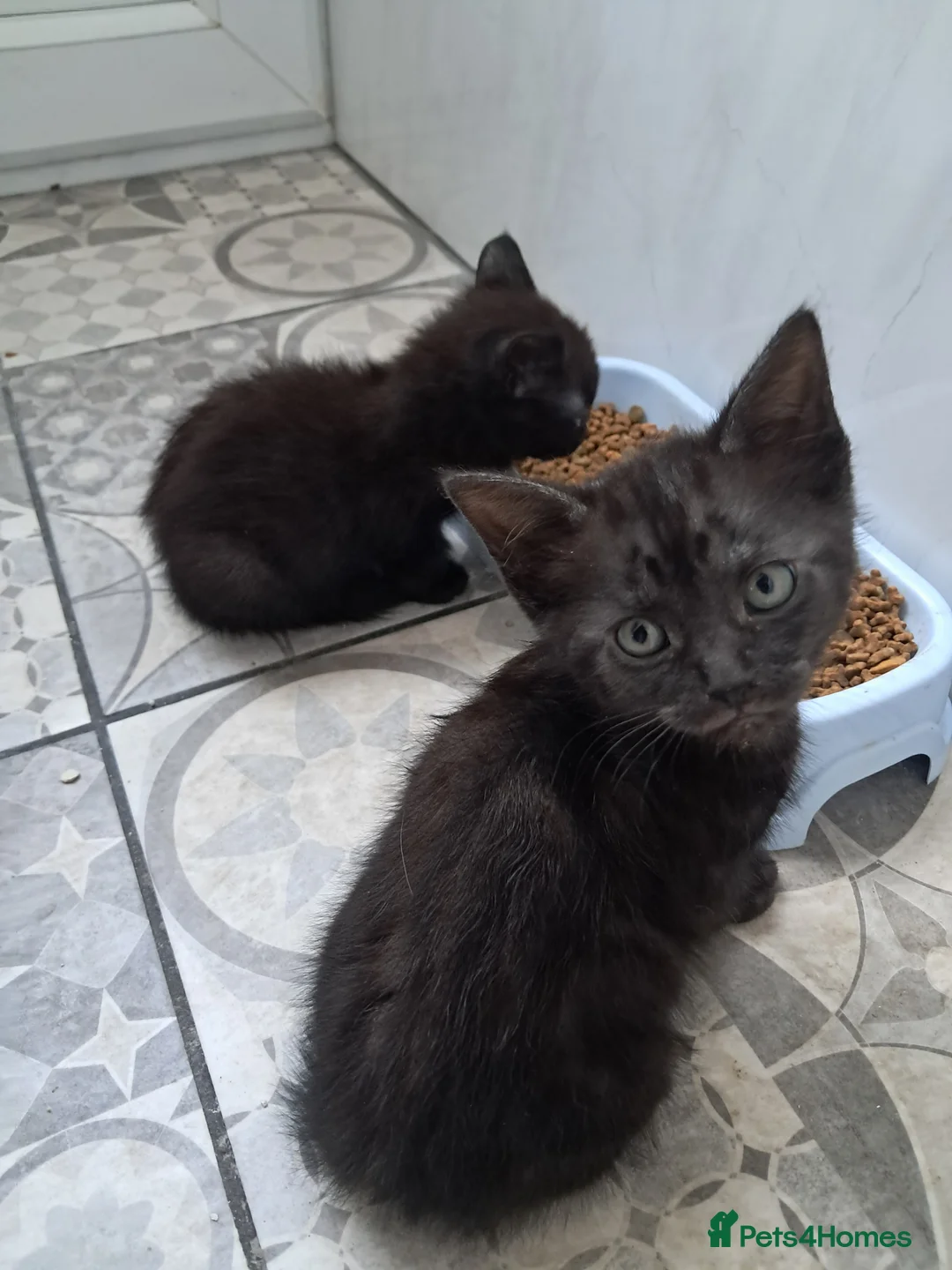 Mixed Breed cats for sale: 3 gorgeous boy kittens for sale  - Advert 6