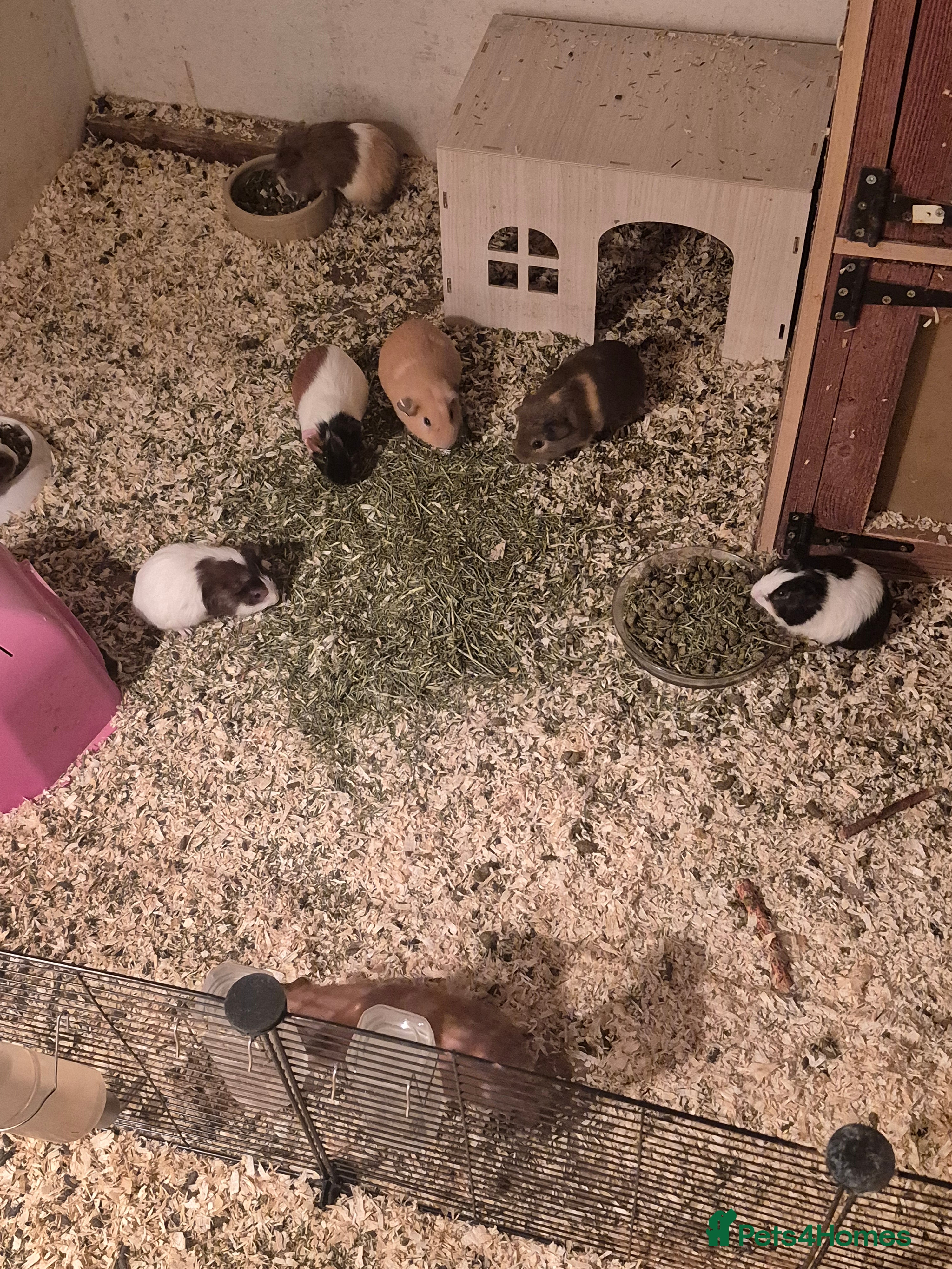Guinea Pig rodents Mixed piggies for sale  - Advert 10
