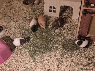 Guinea Pig rodents Mixed piggies for sale - Advert 4