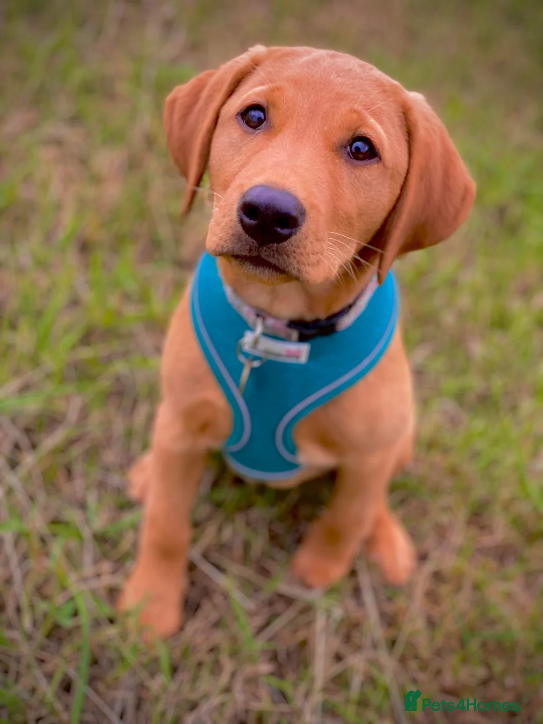 Labrador Retriever dogs for stud: Our Handsome FULLY HEALTH Tested Fox Red Stud Dog in Bristol - Advert 11