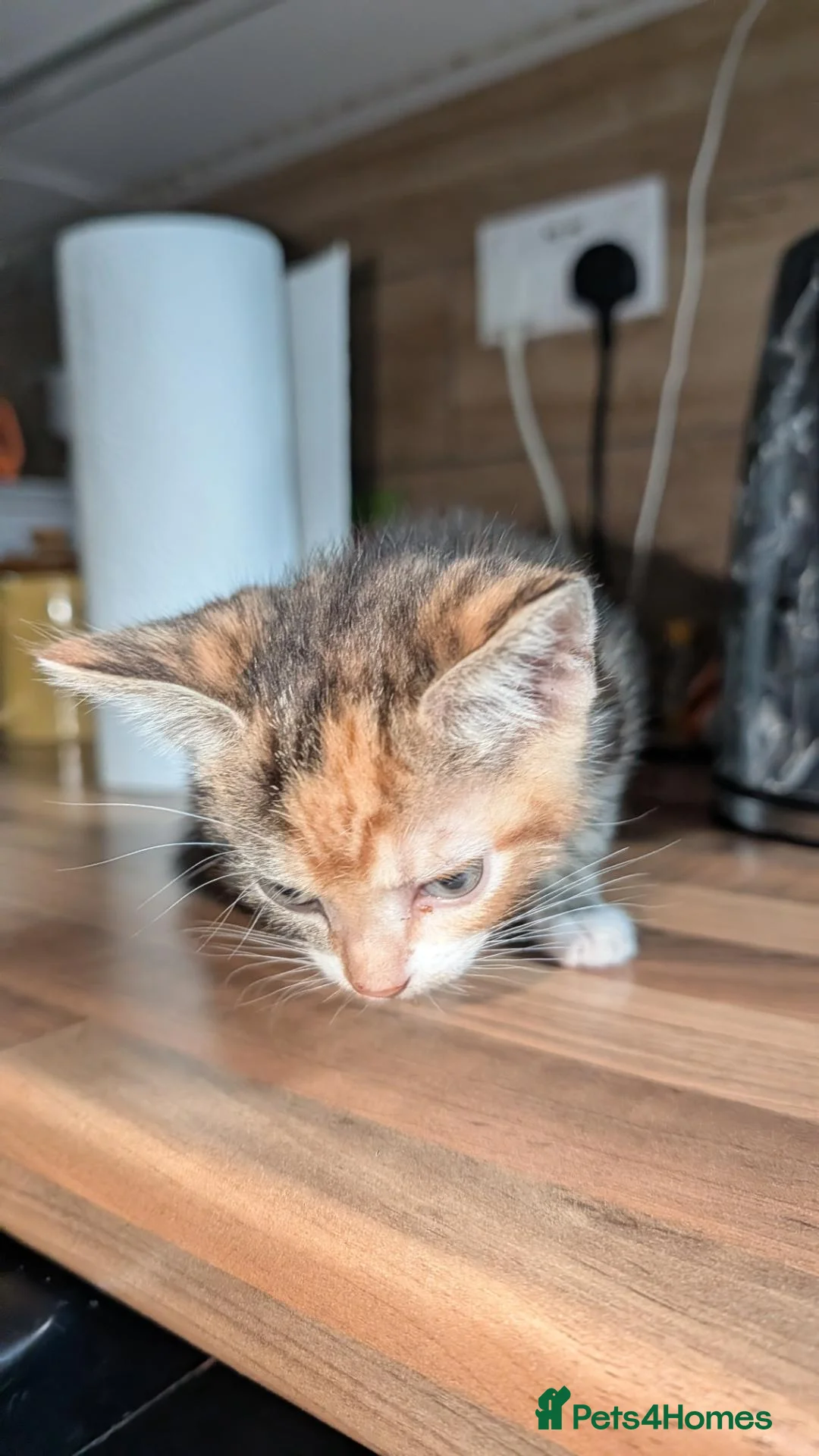 Mixed Breed cats for sale: Female for sale - Advert 11