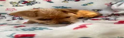 Mixed Breed dogs for sale: Jack Russell/ Yorkshire terrier puppy’s  in Pontypool - Advert 33