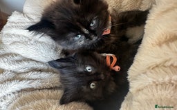 Ragdoll cats for sale: x3 adorable half ragdoll kittens ready to go - Image 1