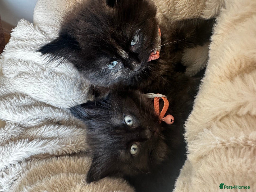 Ragdoll cats for sale: x3 adorable half ragdoll kittens ready to go - Image 1