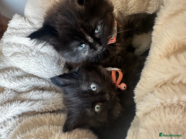 Ragdoll cats - Advert 2