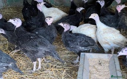 Turkeys poultry for sale: Bronze and White Turkey Poults - Image 2