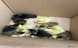 Ducks poultry for sale: 10 Muscovy ducklings for sale  - Image 1