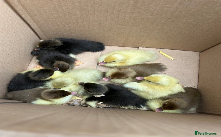 Ducks poultry - Advert 1
