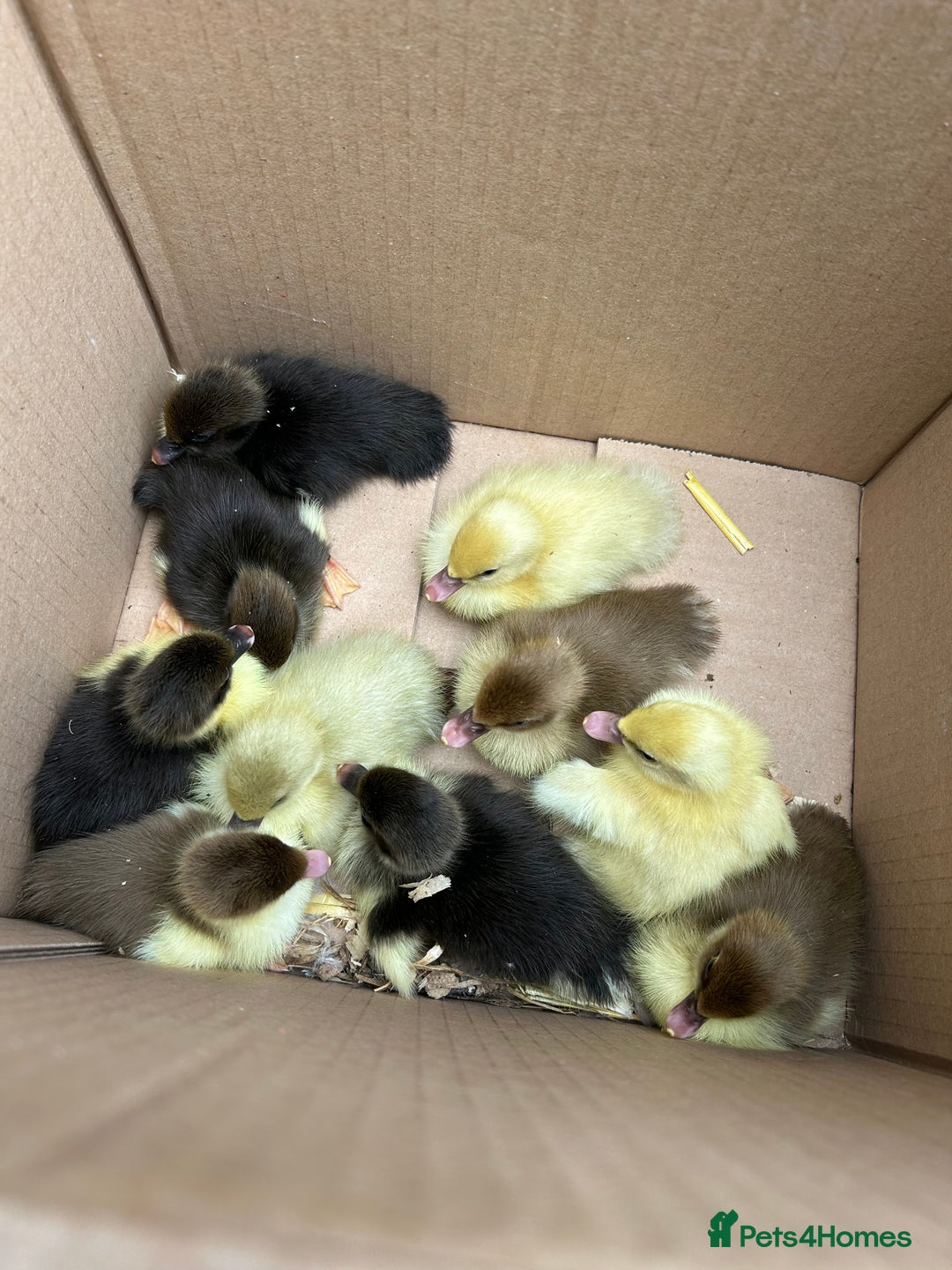 Ducks poultry for sale: 10 Muscovy ducklings for sale  - Image 1