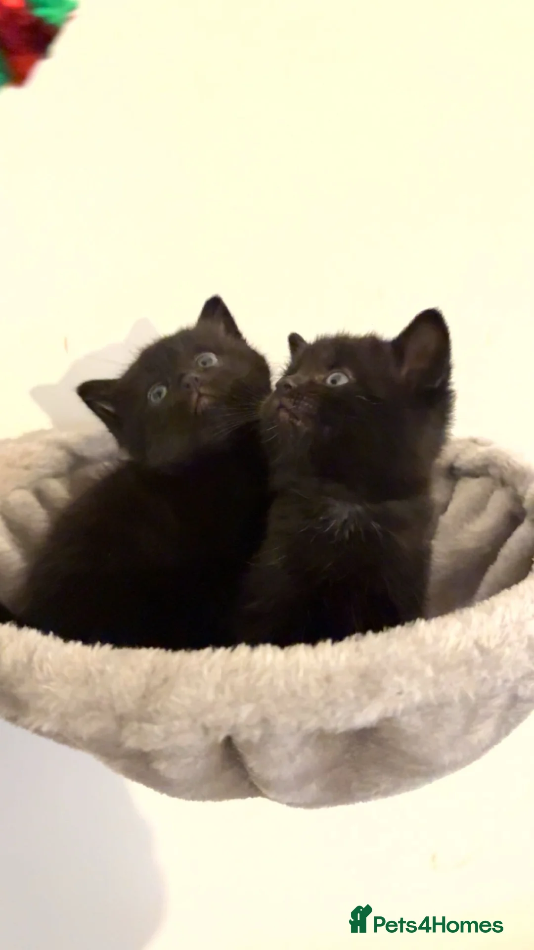 Scottish Fold cats for sale: Gorgeous Scottish fold kittens.💙 - Advert 3